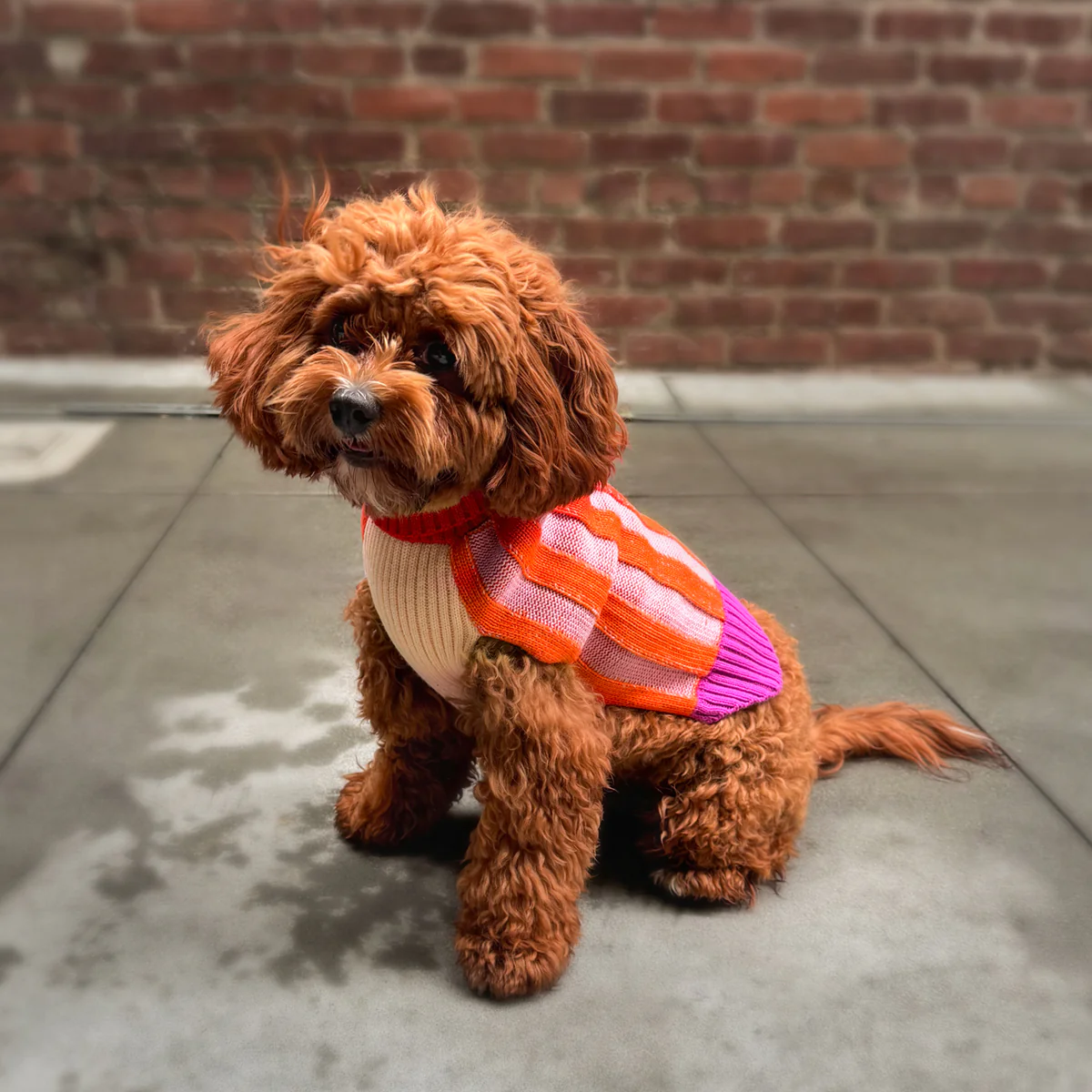 Big Stripe Red + Poppy Dog Sweater: 11-17 lbs - Image 2